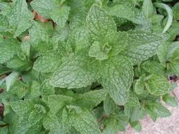 Side Effects Of Mint